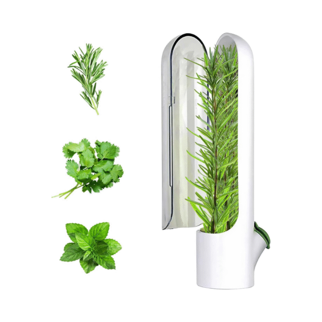 ⁦حافظ الأعشاب، حافظ الأعشاب للثلاجة للحفاظ على الخضراوات الطازجة والخضراء⁩ - الصورة ⁦9⁩